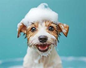 Animal Grooming For Lease